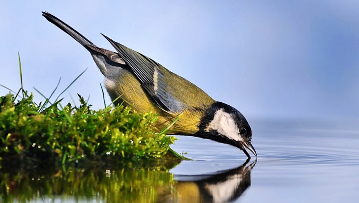 Los ‘pájaros’ más listos del Planeta