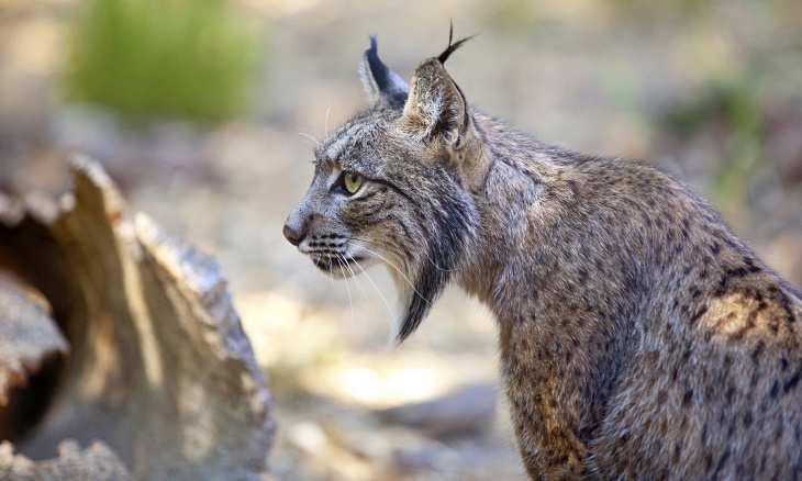 Castilla - La Mancha no sabe si continuará el programa de la Comisión Europea sobre el lince ibérico
