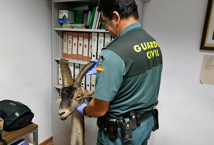Pillados dos delincuentes por caza furtiva de un macho de cabra montés