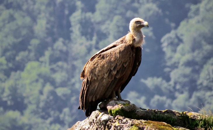 Fondo para el Refugio de las Hoces del Riaza. Más de 70 ornitólogos realizarán el censo de otoño