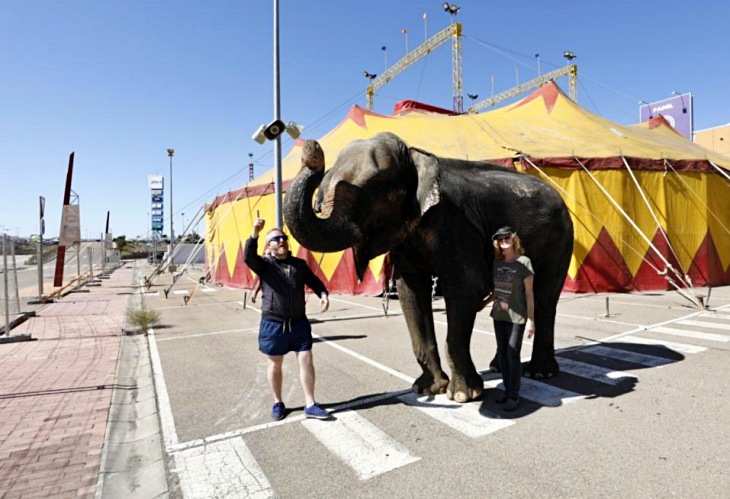 Dumba ‘víctima’ de pseudo-zoos y circos esclavistas