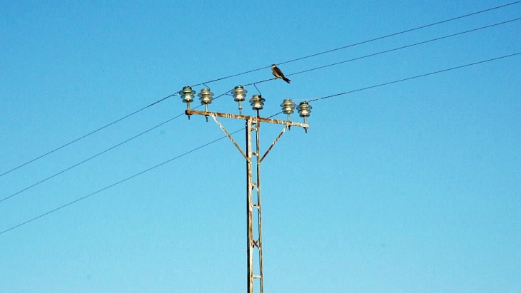 Destinan un presupuesto para evitar la electrocución de aves en tendidos eléctricos