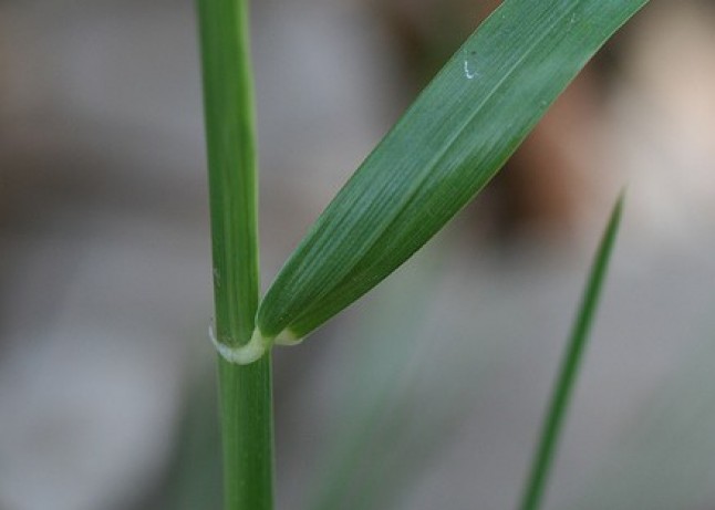Vegetación perenne indicador en España de su desertización