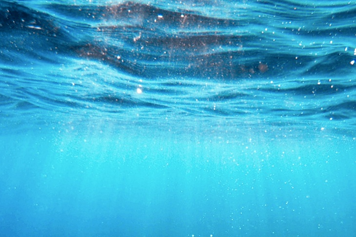 Qué relación hay entre plancton y los microplásticos