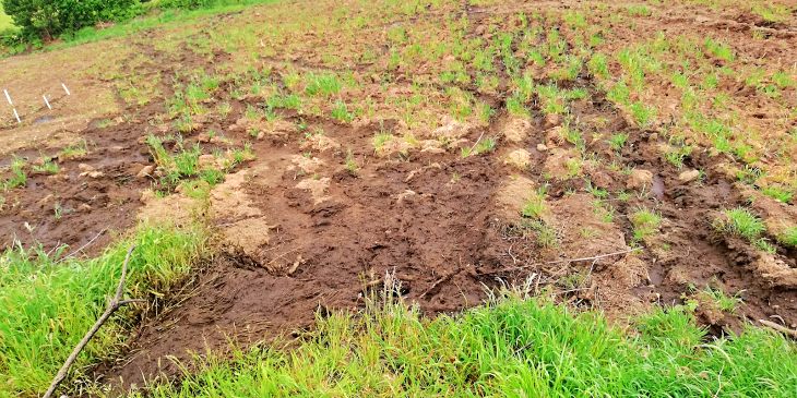 Es necesario un tratamiento adecuado a los residuos ganaderos en el Oriente asturiano