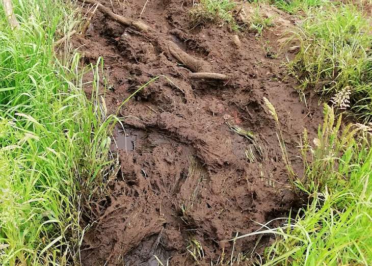 Asturias. El grave problema ambiental de los purines ganaderos