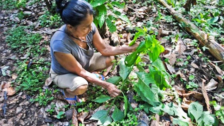 Amazonas. Una ‘farmacia natural’ de plantas medicinales para los indígenas