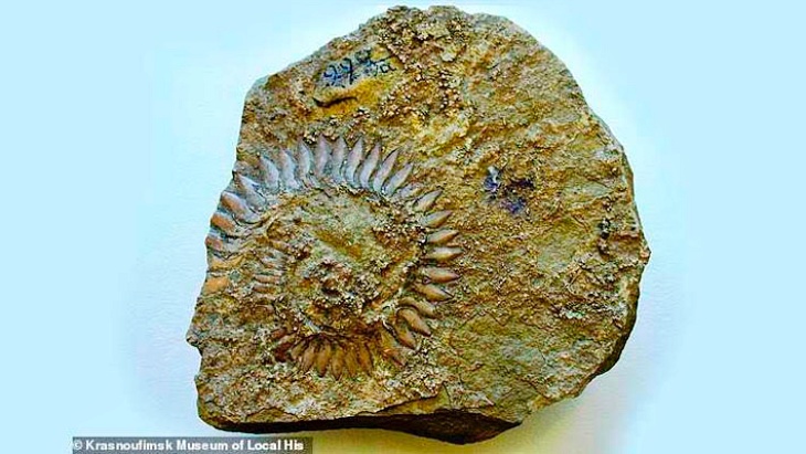 Encuentran un fósil de pez gigante con grandes dientes de sierra en Rusia