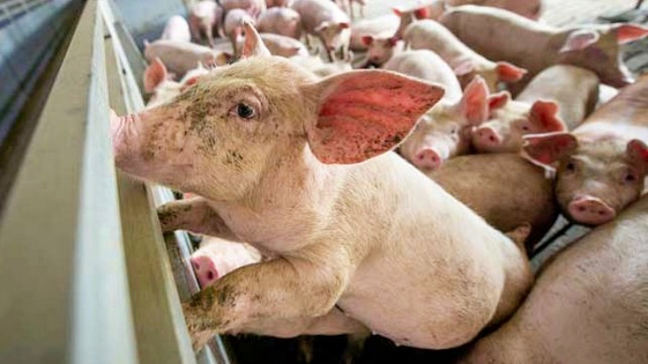 Mejorar la vida de los animales explotados en las granjas industriales es tan difícil