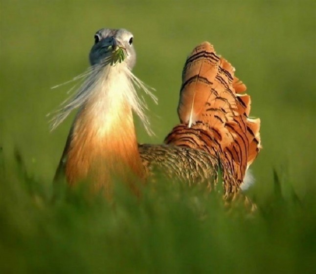 La visión científica y ambiental puede y debe aportar elementos clave al debate de la nueva PAC