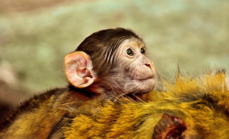 Una vacuna experimental contra el zika protege a los fetos de macaco