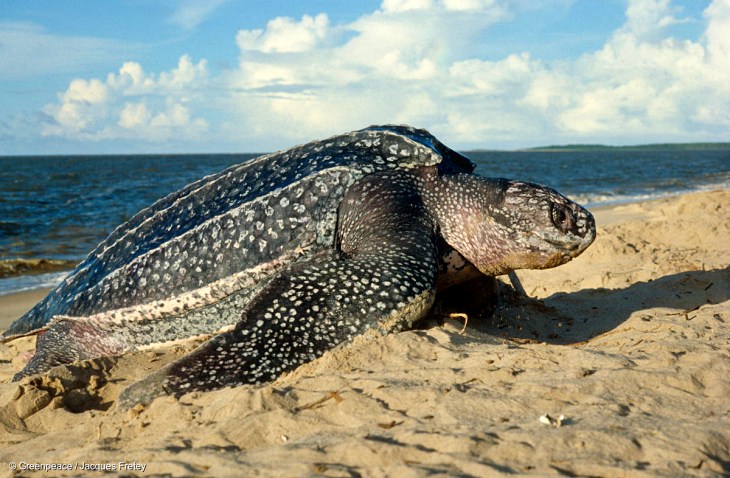 Seis de las siete especies de tortugas marinas del Planeta en peligro de extinción