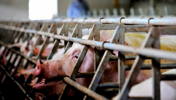 La lniciativa No más Jaulas cierra con más de un millón y medio de firmas