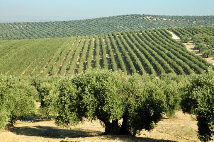 Diseñan el primer censo de organismos microscópicos que parasitan el olivar