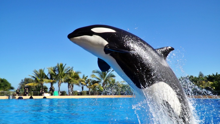 Hay que liberar a la ‘Orca Morgan’ del Zoológico Loro Parque