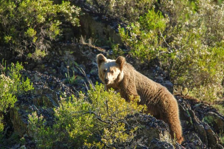 Castilla y León compra de pastores eléctricos para compensar los daños ocasionados por el oso pardo