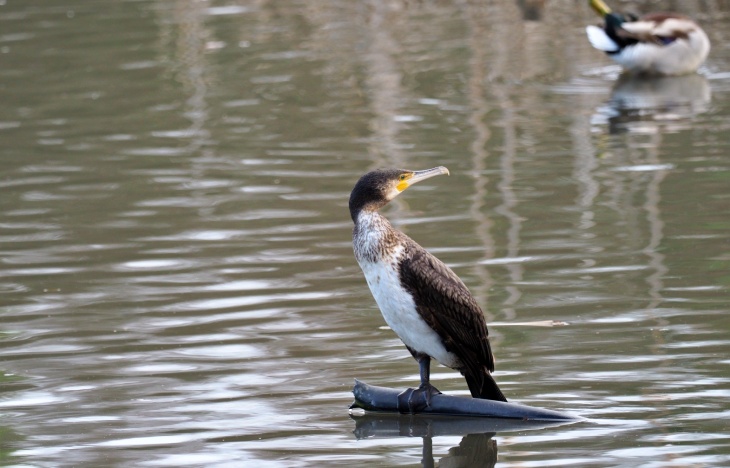 Asturias vuelve a autorizar un año más el control letal de cormoranes