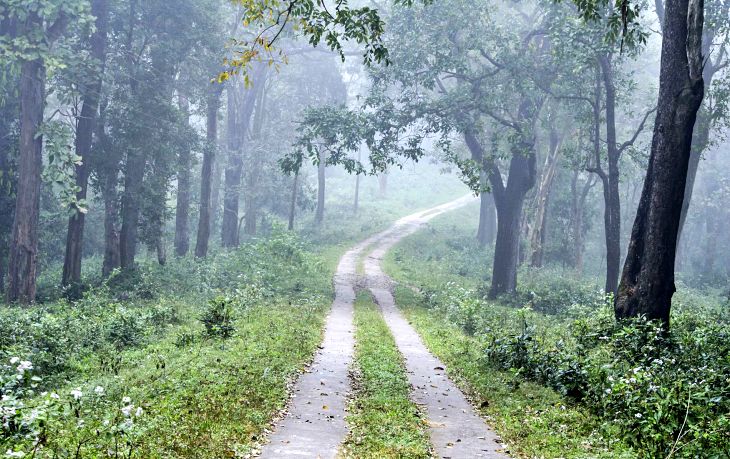 La ‘increíble’ retención de carbono en los bosques