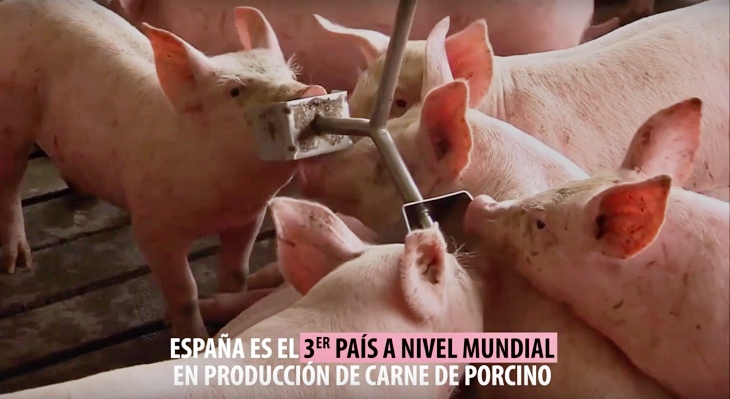 España es ‘tristemente’ líder europeo en el uso y abuso de antibióticos en animales de granja sanos