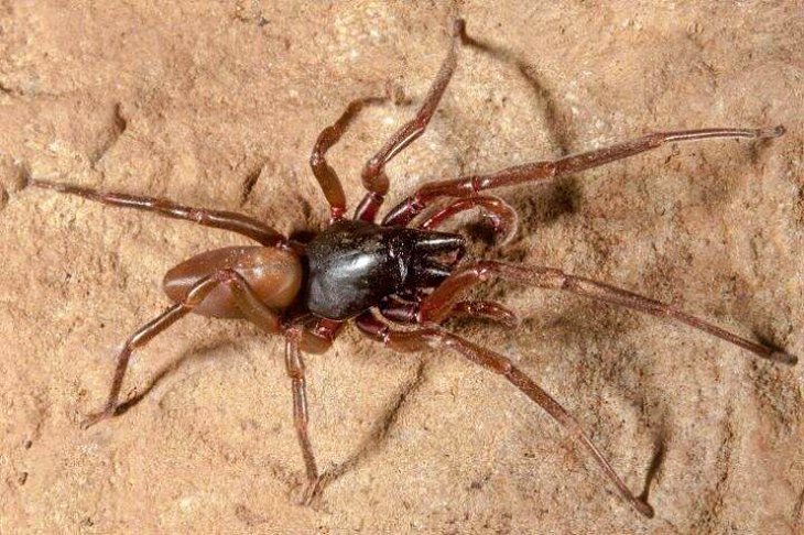 Científicos secuencian el genoma de una especie de araña propia de las Islas Canarias