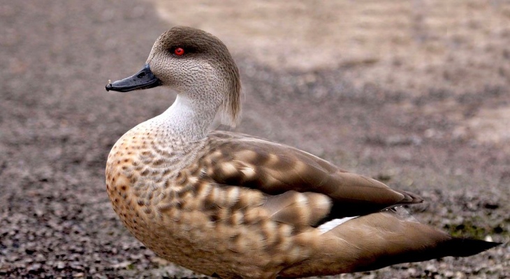 Descubren una especie de ácaro acuático hallada en el buche de un pato