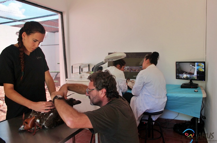 Recuperando un ejemplar de Águila perdicera tiroteada y un Águila culebrera electrocutada