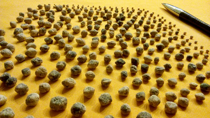 Argentina. Revelan una nueva forma de “armadura flexible” que tenían los perezosos prehistóricos gigantes