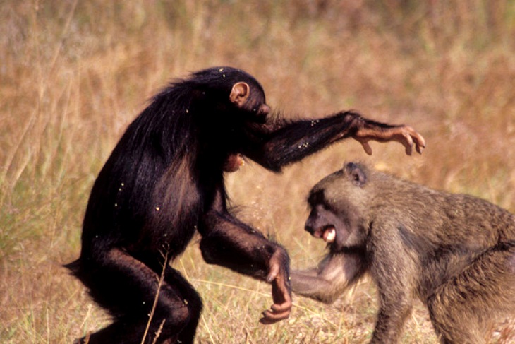 Novedades sobre la evolución de los primates