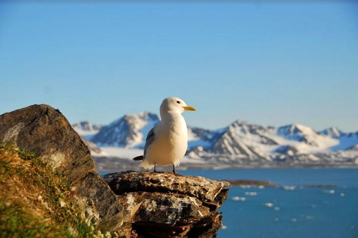El cambio climático acelera el periodo reproductor de algunas aves marinas árticas