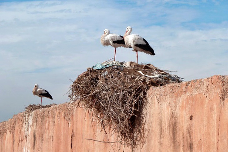 Nidos de aves repletos de basura generada por el ser humano