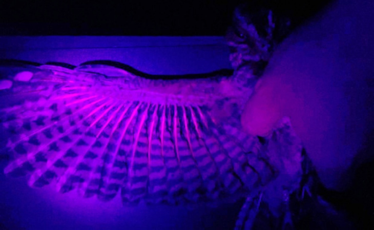 Resultados de un estudio realizado en Doñana con el chotacabras cuellirrojo