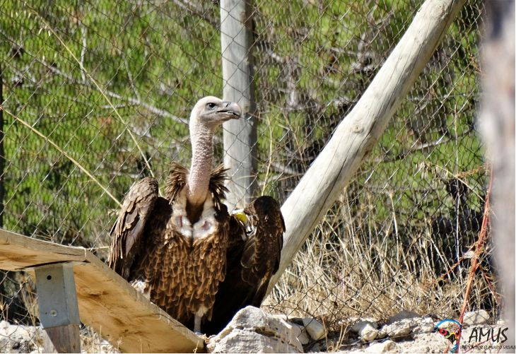Día Internacional de los Buitres