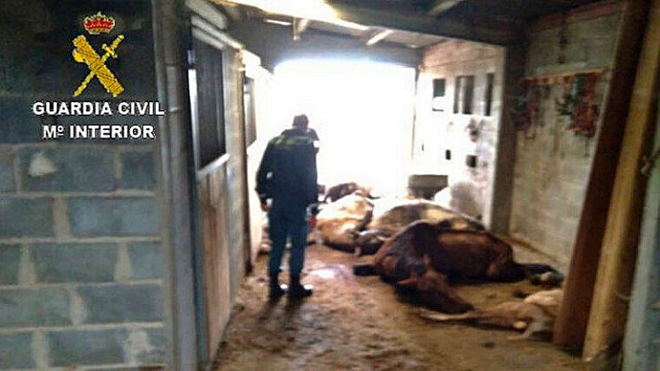 El SEPRONA halla siete caballos muertos en Melide (A Coruña)