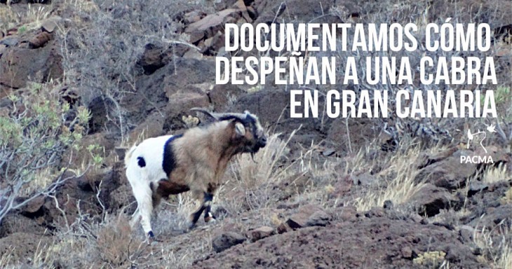 Gran Canaria. Qué divertido es ver despeñarse a una cabra desde 12 metros con una soga al cuello