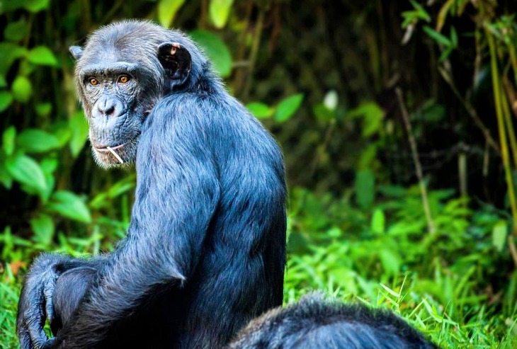 Los chimpancés no dejan de ‘asombrarnos’