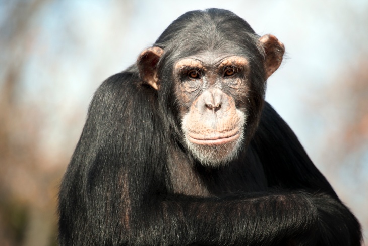 Un chimpancé puede soplar hasta 40 velas