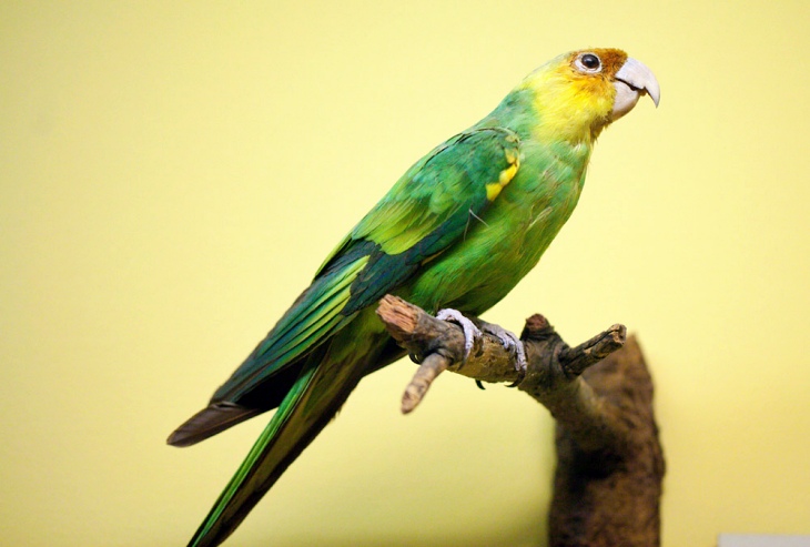 El ser humano ‘fulmino’ de la faz de la Tierra a la ‘Cotorra de Carolina’