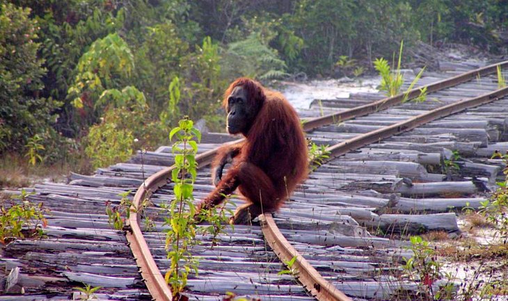 El aceite de palma destruye todos los habitats de los orangutanes