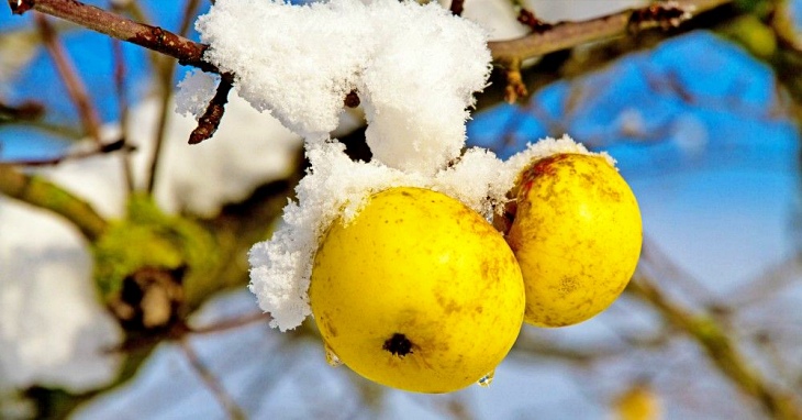 Los frutales y el cambio climático