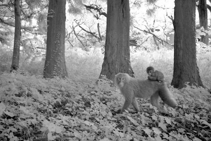 Fukushima. Decenas de especies animales prosperan en los alrededores de la zona