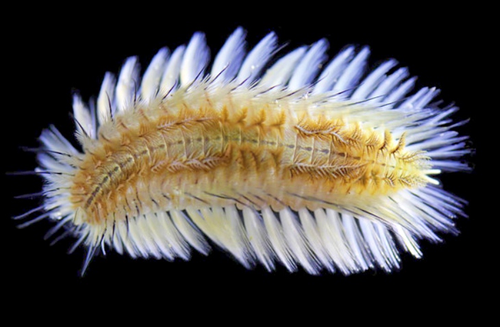 Hallan una nueva especie de gusano de fuego en Hong Kong