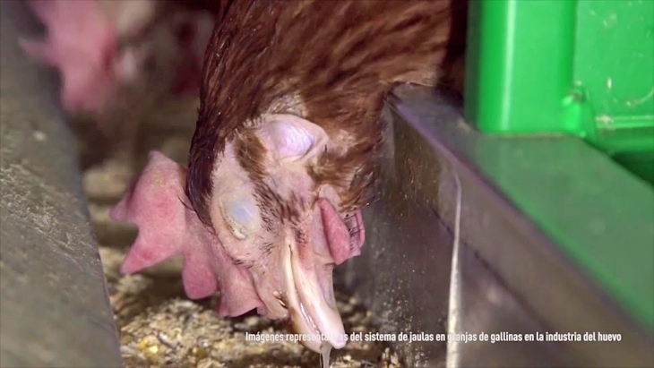 Meliá Hotels Internacional. ‘Premio al Maltrato Animal’ por su falta de compromiso contra los huevos de gallinas enjauladas