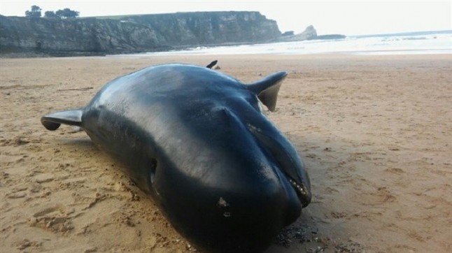 Aparece muerto un zifio de más de cinco metros en la playa de Ris