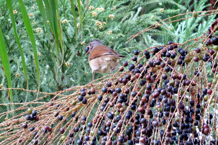 Una especie de palmera al borde de la extinción en zonas del bosque atlántico de Brasil