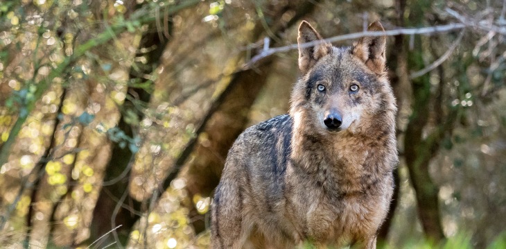 La Junta de Castilla y León ‘ejecuta’ lobos