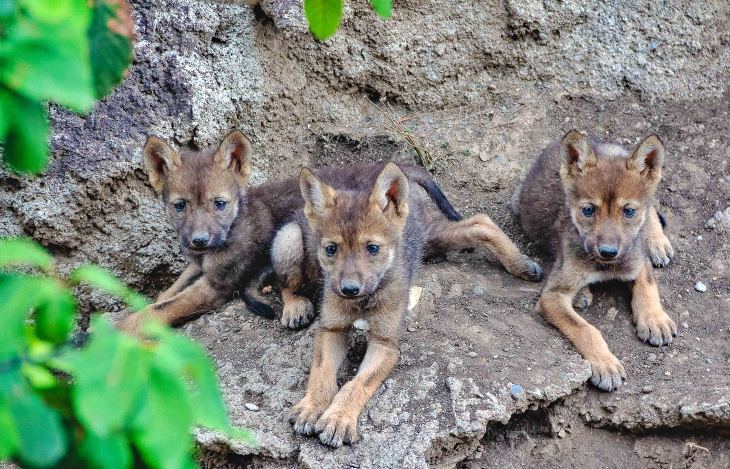 El Museo del Desierto en Saltillo (Coahuila) celebra el nacimiento de tres lobos grises mexicanos