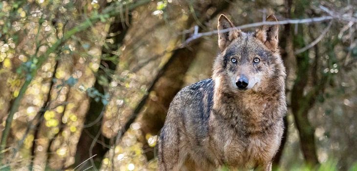 La Justicia Europea falla claramente a favor de la protección inequívoca del lobo