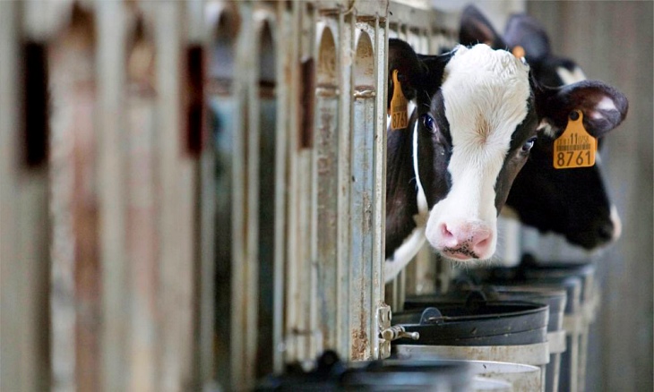 Aberración en estado puro: 120 hectáreas de instalaciones de la explotación lechera de Noviercas