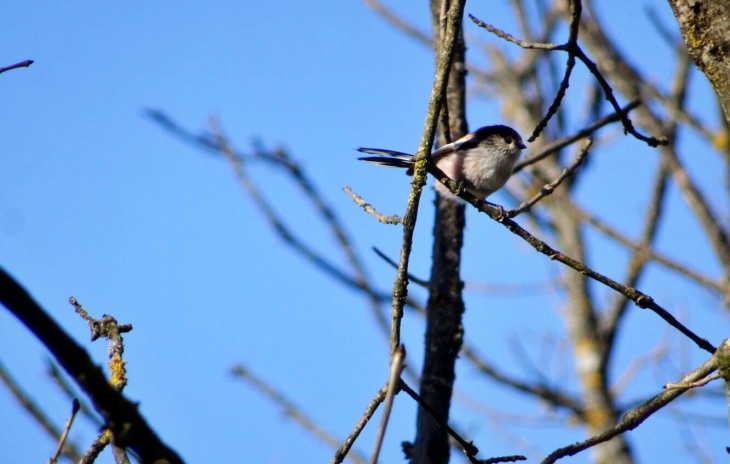 Madrid se apunta al Día Mundial de las Aves
