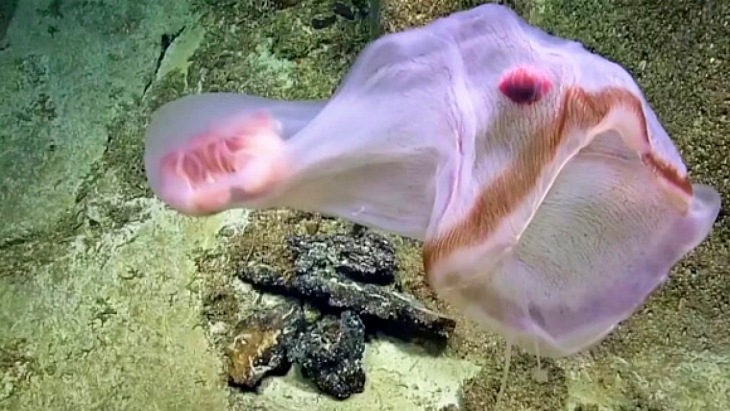 Te mostramos el vídeo de una de las medusas más extrañas del Planeta